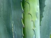 agava.jpg