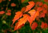 Файл=DSC00150_2.jpg
Объём=881KB
Размеры=1600x1093
Дата=Нояб 07, 2007 DSC00150_2.jpg