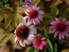 Файл=flowers_and_leaves.jpg
Объём=323KB
Размеры=1600x1200
Дата=Окт 26, 2005 flowers_and_leaves.jpg