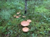 Файл=kriv019.jpg
Объём=848KB
Размеры=1280x960
Дата=Авг 01, 2012 kriv019.jpg