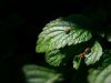 Файл=ladybugs.jpg
Объём=205KB
Размеры=1600x1200
Дата=Окт 26, 2005 ladybugs.jpg