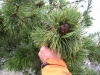 Файл=vels019.jpg
Объём=236KB
Размеры=1024x768
Дата=Авг 05, 2011 vels019.jpg