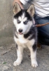 Файл=img007~2.jpg
Объём=103KB
Размеры=480x683
Дата=Май 15, 2009 img007~2.jpg