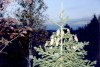 Файл=img1401.jpg
Объём=82KB
Размеры=876x593
Дата=Май 13, 2006 img1401.jpg