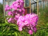 Файл=img1768.jpg
Объём=262KB
Размеры=1024x768
Дата=Авг 21, 2007 img1768.jpg