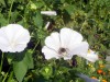 Файл=img1770.jpg
Объём=195KB
Размеры=1024x768
Дата=Авг 21, 2007 img1770.jpg