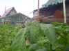 Файл=img1783.jpg
Объём=162KB
Размеры=1024x775
Дата=Авг 21, 2007 img1783.jpg