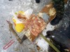 Файл=img691.jpg
Объём=258KB
Размеры=1024x768
Дата=Фев 24, 2006 img691.jpg