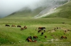 Файл=Kavkaz_2033.JPG
Объём=173KB
Размеры=1083x720
Дата=Сент 24, 2014 Kavkaz_2033.JPG