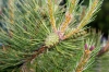 Файл=DSC00646.jpg
Объём=131KB
Размеры=900x602
Дата=Июнь 15, 2010 DSC00646.jpg