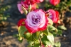 Файл=DSC00248.jpg
Объём=151KB
Размеры=900x602
Дата=Июнь 15, 2010 DSC00248.jpg