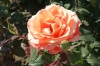 Файл=DSC00383.jpg
Объём=162KB
Размеры=900x602
Дата=Июнь 15, 2010 DSC00383.jpg