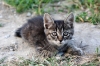 Файл=DSC00611.jpg
Объём=153KB
Размеры=900x602
Дата=Июнь 15, 2010 DSC00611.jpg