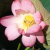 Файл=DSC02336.jpg
Объём=149KB
Размеры=1024x1024
Дата=Окт 26, 2008 DSC02336.jpg