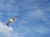 Файл=DSC02711.jpg
Объём=128KB
Размеры=1024x768
Дата=Окт 26, 2008 DSC02711.jpg