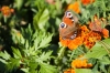 Файл=DSC08409.jpg
Объём=181KB
Размеры=968x648
Дата=Сент 16, 2009 DSC08409.jpg