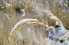 Файл=PICT8324.jpg
Объём=357KB
Размеры=1280x851
Дата=Янв 11, 2009 PICT8324.jpg