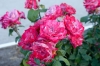Файл=_DSC0530.jpg
Объём=142KB
Размеры=900x602
Дата=Июнь 15, 2010 _DSC0530.jpg