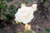 Файл=_DSC0533.jpg
Объём=140KB
Размеры=900x602
Дата=Июнь 15, 2010 _DSC0533.jpg