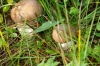 Файл=_ICT6517.jpg
Объём=147KB
Размеры=1203x800
Дата=Сент 07, 2008 _ICT6517.jpg