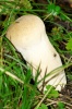 Файл=_ICT6542.jpg
Объём=148KB
Размеры=800x1203
Дата=Сент 07, 2008 _ICT6542.jpg