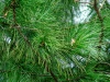 Файл=_ICT7118.jpg
Объём=228KB
Размеры=1024x768
Дата=Окт 10, 2008 _ICT7118.jpg