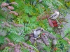 Файл=birds1.jpg
Объём=147KB
Размеры=1024x768
Дата=Сент 16, 2008 birds1.jpg