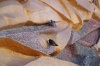 Файл=golubi1.jpg
Объём=194KB
Размеры=1203x800
Дата=Июль 21, 2008 golubi1.jpg