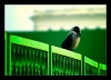 Файл=lomocrow.jpg
Объём=160KB
Размеры=950x685
Дата=Нояб 19, 2008 lomocrow.jpg