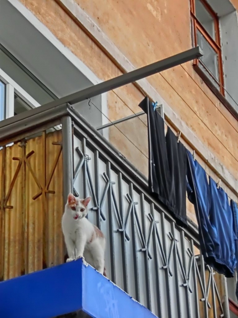 ,     