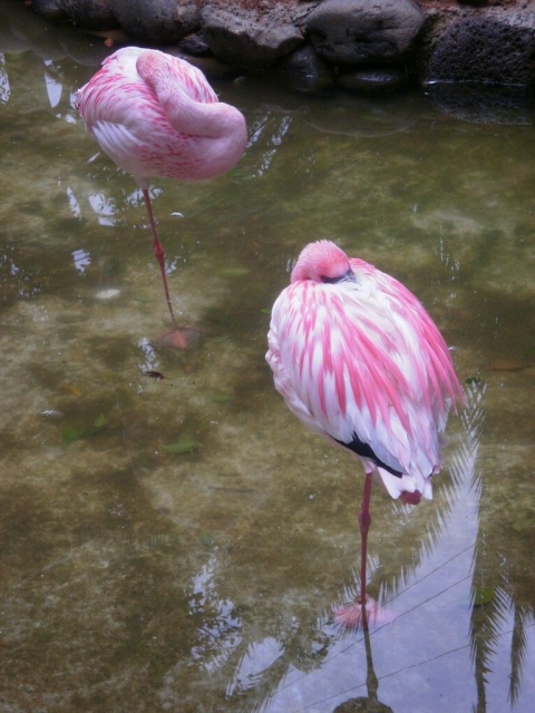 ,     