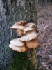 Файл=20~26.jpg
Объём=201KB
Размеры=600x800
Дата=Фев 28, 2010 20~26.jpg