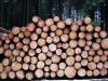 Файл=51~3.jpg
Объём=216KB
Размеры=800x600
Дата=Фев 23, 2009 51~3.jpg