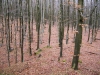 Файл=61~4.jpg
Объём=289KB
Размеры=800x600
Дата=Фев 23, 2009 61~4.jpg