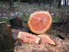 Файл=62~4.jpg
Объём=260KB
Размеры=800x600
Дата=Фев 23, 2009 62~4.jpg