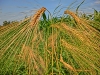 Файл=CIMG0416.JPG
Объём=1939KB
Размеры=2048x1536
Дата=Июль 28, 2013 CIMG0416.JPG