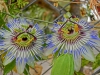 Файл=CIMG0971.JPG
Объём=342KB
Размеры=2048x1536
Дата=Сент 25, 2013 CIMG0971.JPG