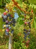 Файл=CIMG1476.JPG
Объём=613KB
Размеры=1536x2048
Дата=Сент 11, 2013 CIMG1476.JPG