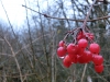 Файл=CIMG2397.JPG
Объём=811KB
Размеры=2048x1536
Дата=Дек 14, 2013 CIMG2397.JPG