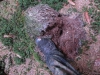 Файл=CIMG2844.JPG
Объём=235KB
Размеры=1024x768
Дата=Март 01, 2014 CIMG2844.JPG