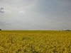 Файл=CIMG3667.JPG
Объём=1262KB
Размеры=2048x1536
Дата=Апр 20, 2014 CIMG3667.JPG