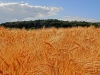 Файл=CIMG4066.JPG
Объём=1382KB
Размеры=2048x1536
Дата=Июнь 26, 2014 CIMG4066.JPG
