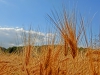 Файл=CIMG4067.JPG
Объём=1305KB
Размеры=2048x1536
Дата=Июнь 26, 2014 CIMG4067.JPG
