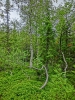 Файл=CIMG4601.JPG
Объём=322KB
Размеры=768x1024
Дата=Дек 16, 2014 CIMG4601.JPG