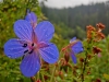 Файл=CIMG5087.JPG
Объём=86KB
Размеры=1024x768
Дата=Янв 16, 2015 CIMG5087.JPG