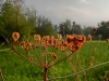 Файл=CIMG5772.JPG
Объём=819KB
Размеры=2048x1536
Дата=Сент 21, 2014 CIMG5772.JPG