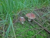Файл=CIMG7919.JPG
Объём=2121KB
Размеры=2560x1920
Дата=Сент 27, 2015 CIMG7919.JPG