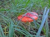 Файл=CIMG7939.JPG
Объём=1932KB
Размеры=2560x1920
Дата=Сент 27, 2015 CIMG7939.JPG