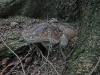 Файл=CIMG7954.JPG
Объём=1530KB
Размеры=2560x1920
Дата=Окт 15, 2015 CIMG7954.JPG