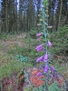 Файл=CIMG8133.JPG
Объём=528KB
Размеры=768x1024
Дата=Дек 01, 2015 CIMG8133.JPG